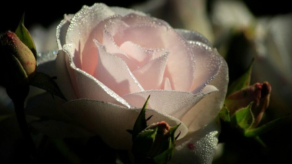 Pinke Rose mit Tautropfen
